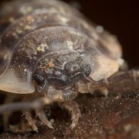 Woodlouse 1 